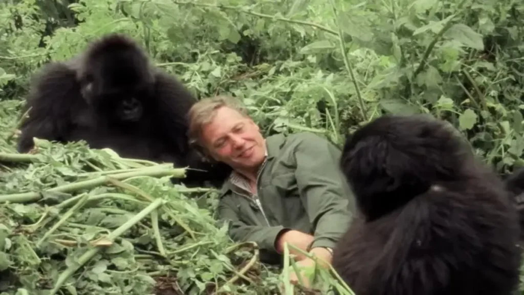 David Attenborough observing mountain gorillas in dense rainforest for A Gorilla Story documentary